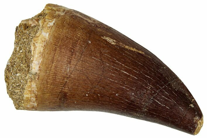 Fossil Mosasaur (Prognathodon) Tooth - Morocco #322665